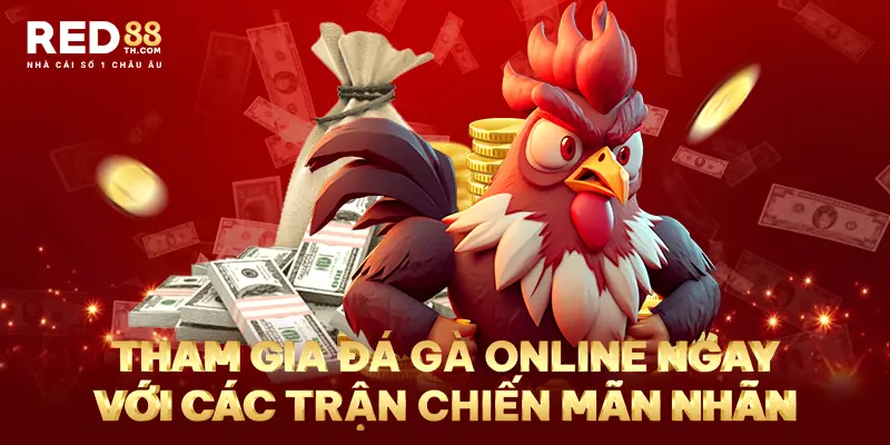 Tham gia đá gà online ngay với các trận chiến mãn nhãn